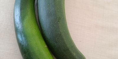 100 kg-os bio cukkinit árulok egy kertből. Levesekhez, salátákhoz,