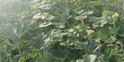 Vând dovlecei organici din grădina unei ferme, 100 kg.