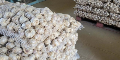 Nice dry garlic Harnaś min. 5cm. Bags packed in