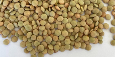 We offer green lentils calibrated in[phone number] fractions: -