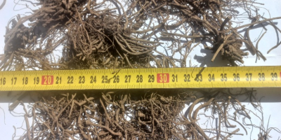 I'm selling dried valerian root, whole or cut. Valerian