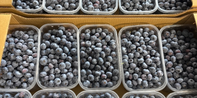 Blueberry variety Duke I Blue drops 14+