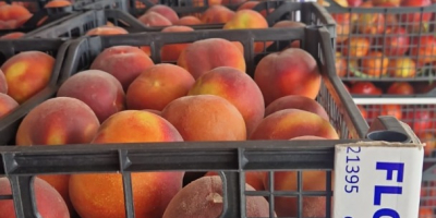 SEZON NOU PLIN DE FRUCTE PROASPETE SI PRETURI EXCEPTIONALE