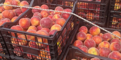 SEZON NOU PLIN DE FRUCTE PROASPETE SI PRETURI EXCEPTIONALE