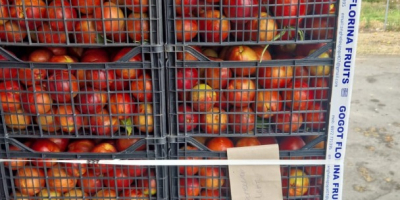 SEZON NOU PLIN DE FRUCTE PROASPETE SI PRETURI EXCEPTIONALE