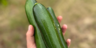 I'm selling zucchini grown conventionally, but supplemented with composted