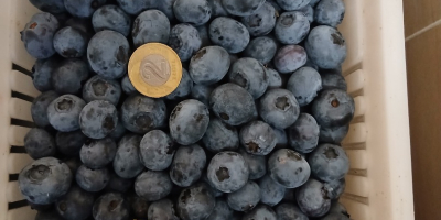 Hello, I have 200 baskets of Duke blueberries for