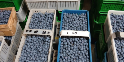 Hello, I have 200 baskets of Duke blueberries for