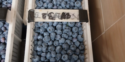 Hello, I have 200 baskets of Duke blueberries for