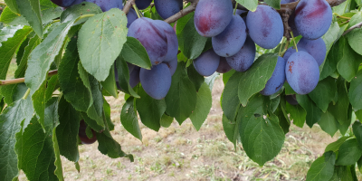 Buna ziua. Voi vinde o prune frumoasă, cantități de