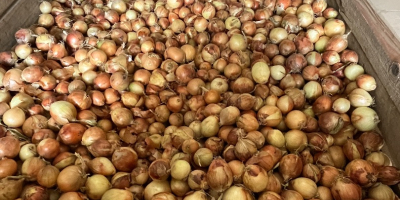 Selling onions, sizes 40-60 and 60-80.