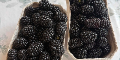 Hello, I have blackberries for sale, please contact me.