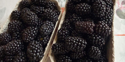 Hello, I have blackberries for sale, please contact me.