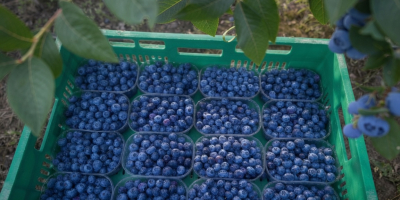 I have approximately 500 kg of beautiful, large-sized blueberries