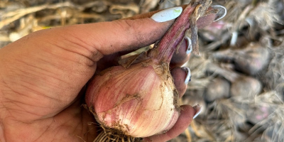 Ich verkaufe Knoblauch. Gesunden, kerngesunden Knoblauch. Vorzugsweise von einem