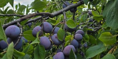 I sell table plums from my own orchard, Tuleu