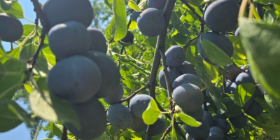 I sell table plums from my own orchard, Tuleu