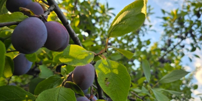 I sell table plums from my own orchard, Tuleu