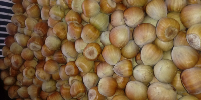 Venderò una varietà di nocciole, catalana, fresca, strappata.