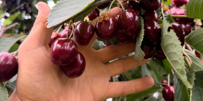 I will sell cherries 28+ 30+ Kordia, Regina