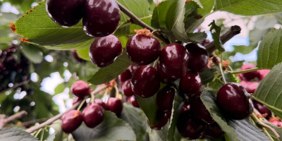 I will sell cherries 28+ 30+ Kordia, Regina
