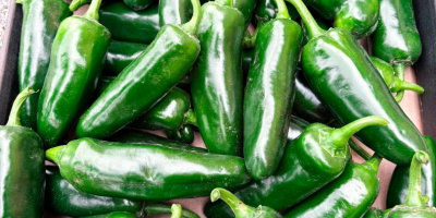 Peperoncini jalapeño freschi in vendita. Raccolti su ordinazione. Quantità