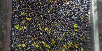 I sell organic wild blueberries.