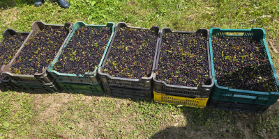 I sell organic wild blueberries.
