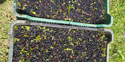 I sell organic wild blueberries.