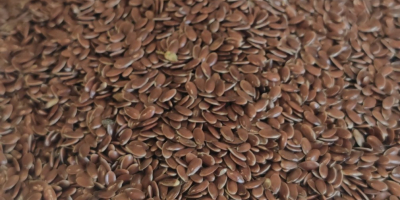 Az Agrotime Kft. várhatóan körülbelül 600 tonna olajlenmagot (lenmagot)