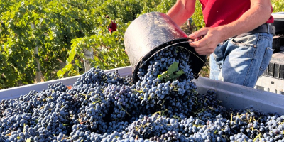 Винска фарма у Румунији нуди на продају 500 тона