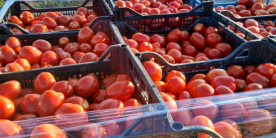 Ich verkaufe Tomaten in Dosen.
