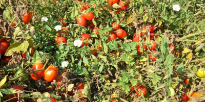 Ich verkaufe Tomaten in Dosen.