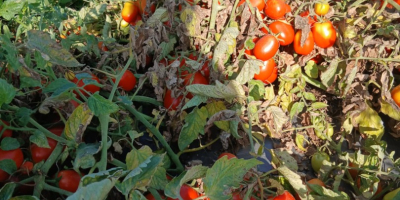 Ich verkaufe Tomaten in Dosen.