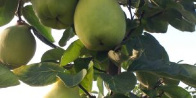 Quince - for sale of large-fruity pigweed Price: Up