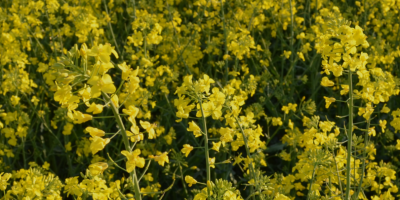 Direkt vom Erzeuger: Ukrainischer Raps, Ernte 2026 Korsoil Agro