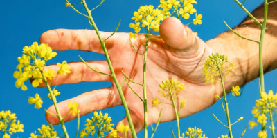Direkt vom Erzeuger: Ukrainischer Raps, Ernte 2026 Korsoil Agro