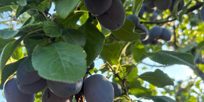 Vând prune din soiurile Lepotica și Stanley în cantități