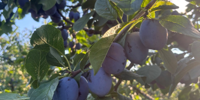 Vând prune din soiurile Lepotica și Stanley în cantități
