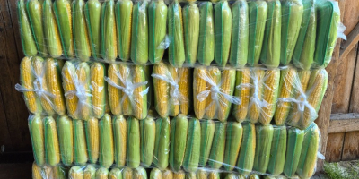 Sweet corn for sale. Price negotiable.