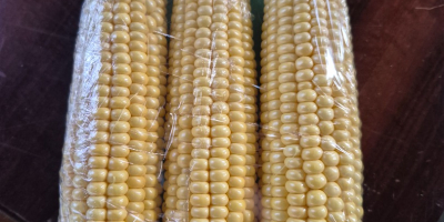 Sweet corn for sale. Price negotiable.