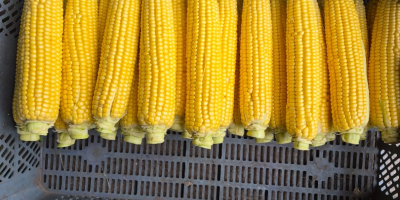 Sweet corn for sale. Price negotiable.
