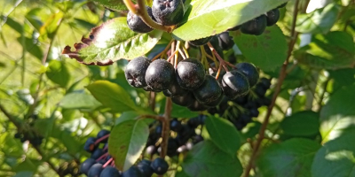 ARONIA ZU VERKAUFEN 15 Lei kg