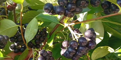 ARONIA ZU VERKAUFEN 15 Lei kg