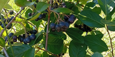ARONIA ZU VERKAUFEN 15 Lei kg