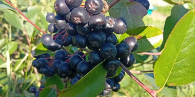 ARONIA ZU VERKAUFEN 15 Lei kg