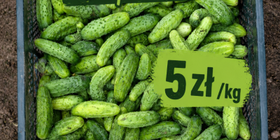 Ще продавам краставици