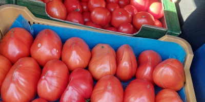 I sell fresh, tasty vegetables: Tomatoes Cucumbers Zucchini
