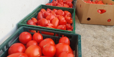 I sell fresh, tasty vegetables: Tomatoes Cucumbers Zucchini