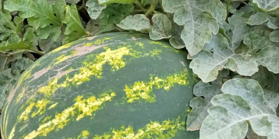 I will sell watermelon, first cut, caliber 3-14 kg,